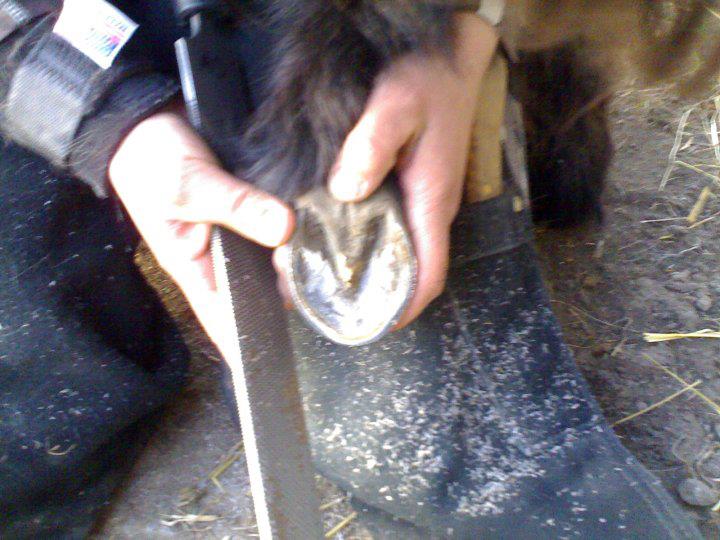 A miniature's hoof is much different in care and repair than a full sized horse - I am experienced Miniature Hoof Care Specialists HOVAKUTEN Angela Savoia