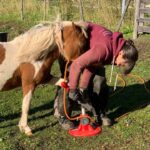 A miniature's hoof is much different in care and repair than a full sized horse - I am experienced Miniature Hoof Care Specialists HOVAKUTEN Angela Savoia