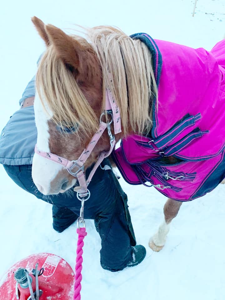 Professional Barehoof Trimmer HOVAKUTEN Angela Savoia at your service in Norway and Sweden