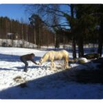 Hovakuten@work