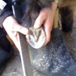 A miniature's hoof is much different in care and repair than a full sized horse - I am experienced Miniature Hoof Care Specialists HOVAKUTEN Angela Savoia