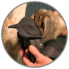 EasyCare Easyboot Glove Back Country WIDE 2016 - Bild 2